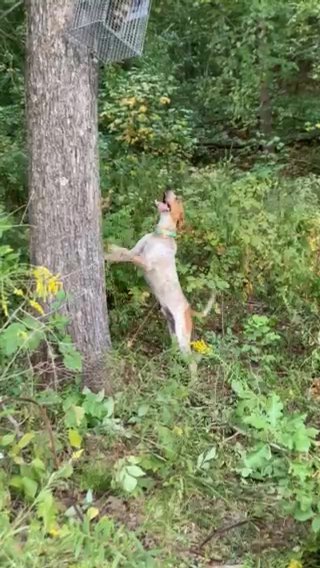 Male Redtick Coonhound in Owensboro, Kentucky
