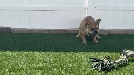 French Bulldog Peaches in Riverside, California