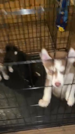 AKC Siberian Husky in Lansing, Michigan