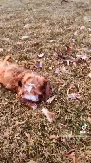SOLD! — Doc The Sable Red Havanese With While Markings in Spanish Fork, Utah