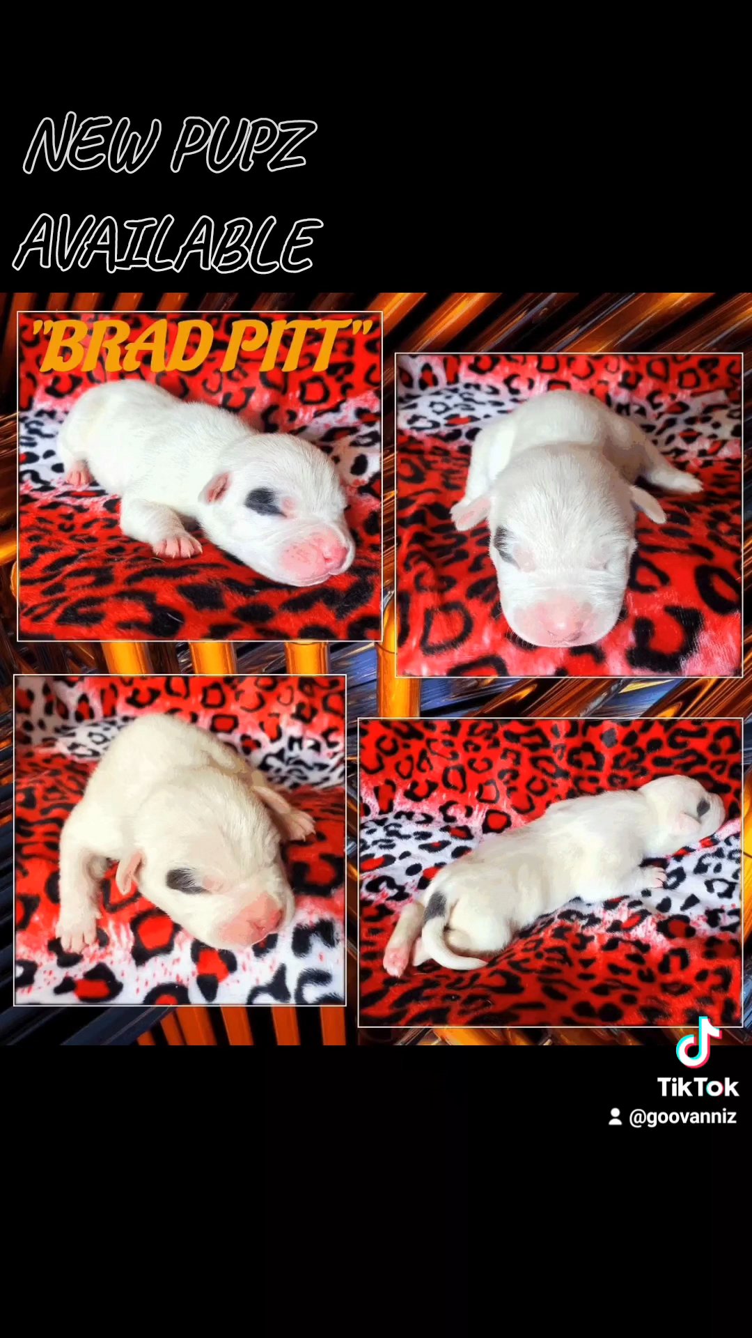 NEW BEAUTIFUL PUPZ AVAILABLE in New York City, New York