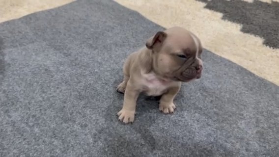 Male French Bulldog in Odessa, Texas