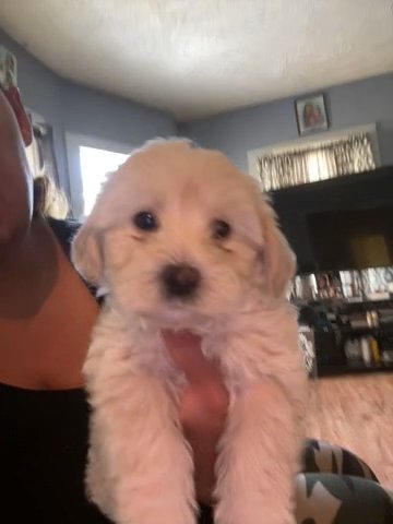 Morkie Poo Puppy in Rochester, New York