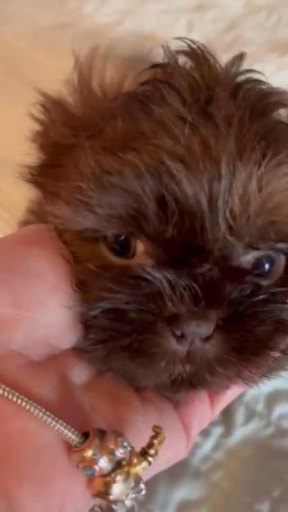 Male Imperial Liver Shih Tzu in Boone, North Carolina