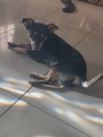 Chihuahua in Florida City, Florida