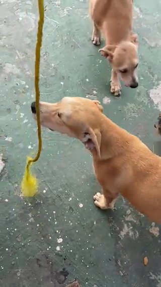 Golden Retriever in Florida City, Florida