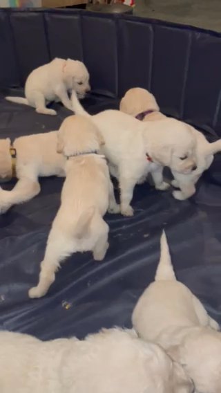 Golden doodles in Highland City, Florida