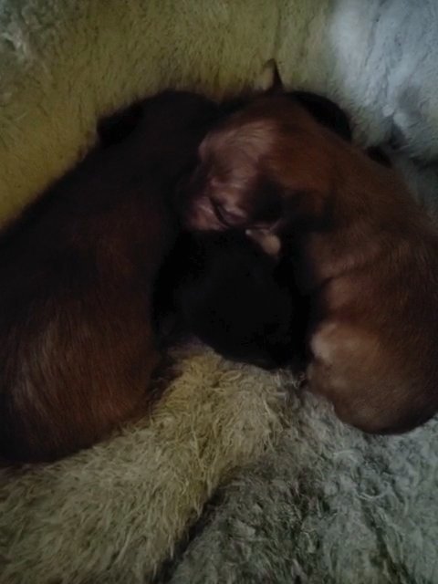 Yorkiepoos in Laurinburg, North Carolina