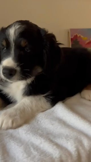 Australian Shepherd in Atlanta, Georgia