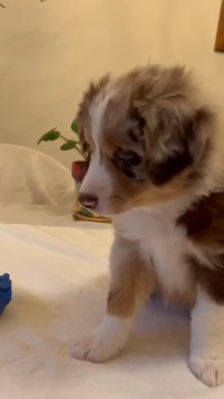 Australian Shepherd in Atlanta, Georgia