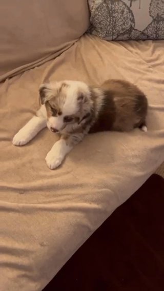 Australian Shepherd in Atlanta, Georgia