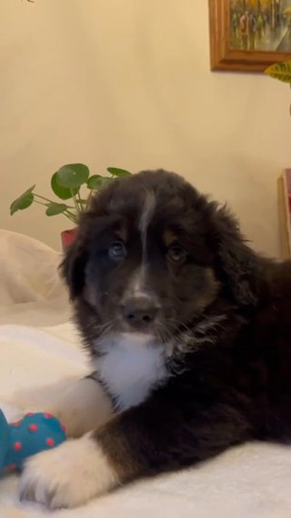 Female Australian Shepherd in Atlanta, Georgia