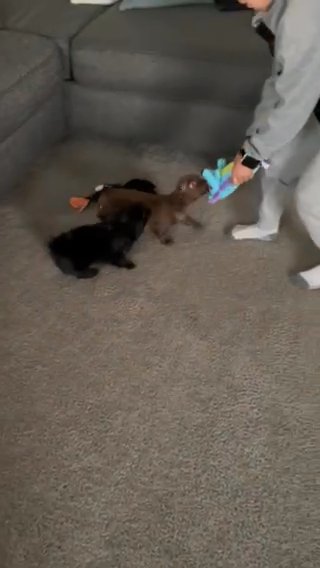 Female Puppy Dachshund in Vista, California