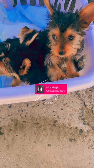 , Yorkers For Sale in Delano, California