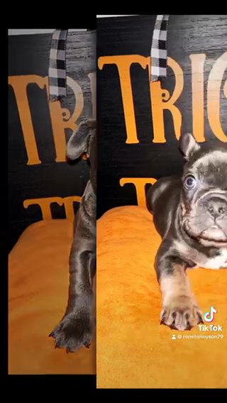 French Bulldogs in Queen Creek, Arizona