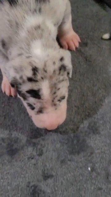 Great  Danes AKC in Sikeston, Missouri