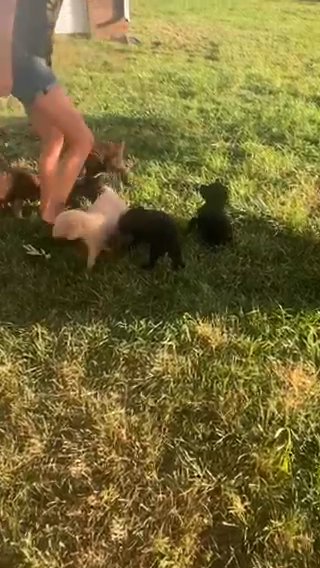 Axle & Mias Litter Of Standard Poodles All These Beautiful Puppies Found Wonderful Homes!? ? in Bolivar, Missouri