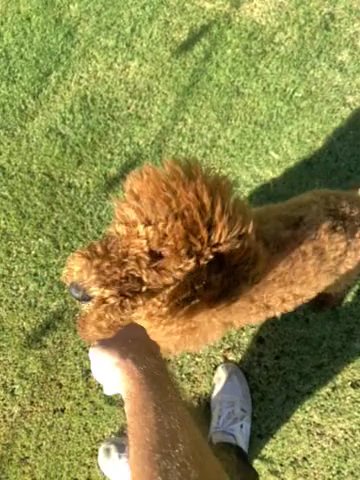 Red Standard Poodle in Yuma, Arizona