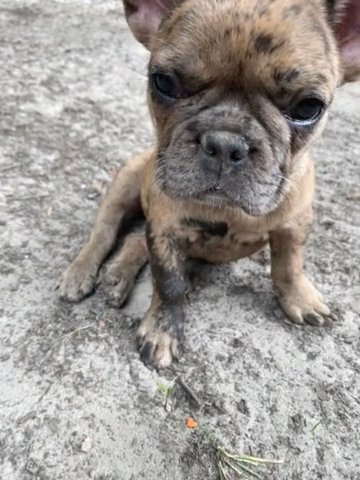 French Bulldog in Portsmouth, Virginia