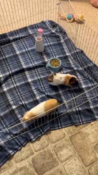 Two Female Guinea Pigs W/ All Supplies in Morgantown, West Virginia