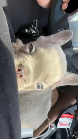 Going To Get The Vet in Washington, District of Columbia