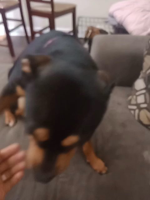 pitweiller in Tallahassee, Florida