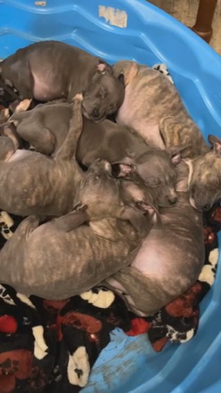 Pit Puppies in Anderson, South Carolina