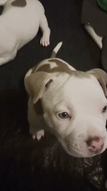 Sophia Pocket Bully in Reading, Pennsylvania
