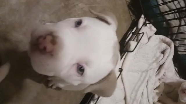 Fabio Pocket Bully in Reading, Pennsylvania