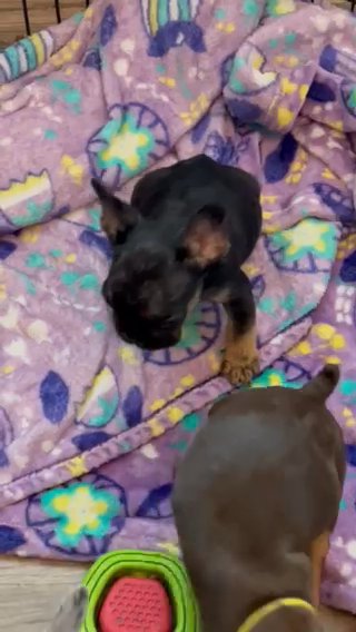 Black And Ran Female Frenchie in Seattle, Washington
