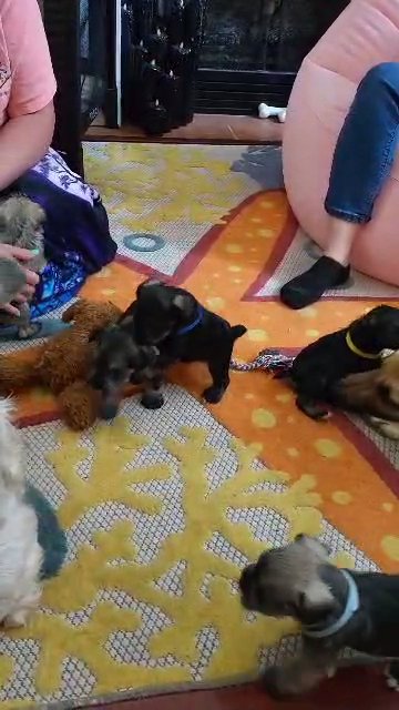 Aug 26th litter. 4 males and 1 female. in Elizabeth City, North Carolina