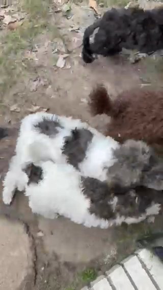 Rascal Puppies! in Jacksonville, North Carolina