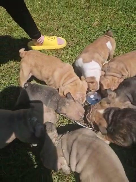 English Bulldog Puppies in Florence, South Carolina