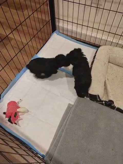AKC mini schnauzer in Cambridge, Maryland
