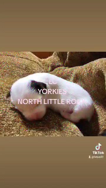sweetness in North Little Rock, Arkansas