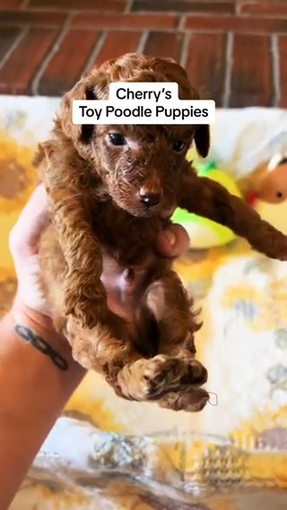 Cherry’s Purebred AKC Toy Poodle Puppies in Huntsville, Alabama