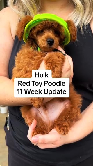 Hulk Purebred Red AKC Toy Poodle in Huntsville, Alabama
