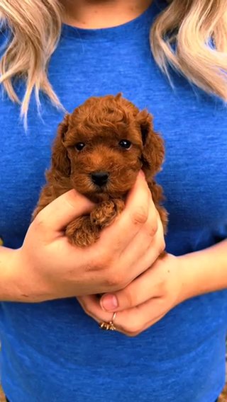 Cider The Purebred Red AKC Toy Poodle Puppy in Huntsville, Alabama