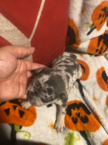 French Bulldog in San Jose, California