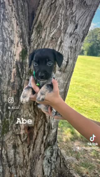 Puppies For Sale! in Nashville, Tennessee