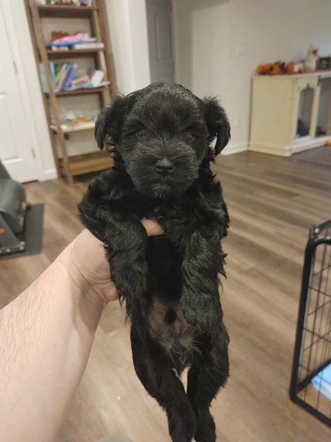 Last boy available, AKC mini schnauzer in Cambridge, Maryland
