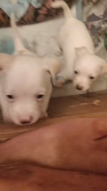 Jack Russell Terriers (Pure Breed) Puppies in New York City, New York