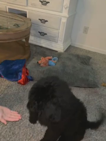 Standard Poodle puppy in Lehigh Acres, Florida