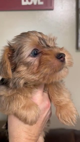 Male Blue Merle Yorkie in Cleveland, Tennessee