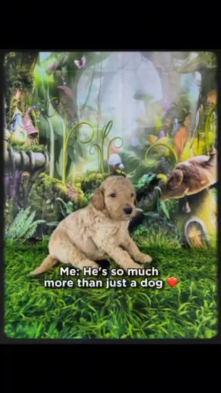 Standard Poodle Puppies in Roanoke, Virginia