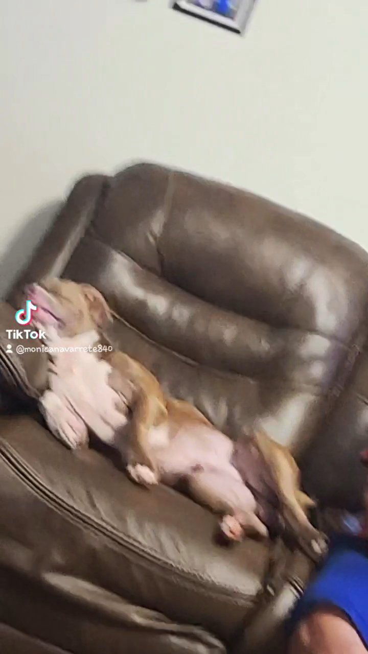 jaxs the bully in Houston, Texas