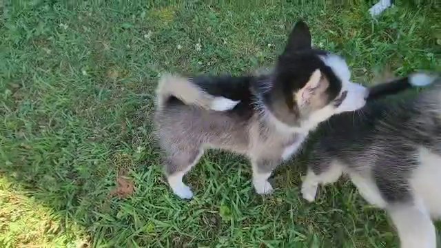 Pomsky Puppies Toy/Mini puppies in Gastonia, North Carolina