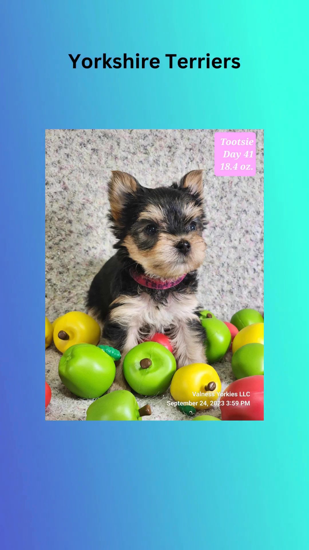 Tootsie AKC in Washington, District of Columbia