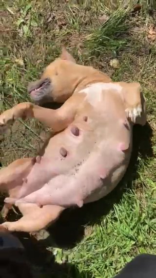 Pups Due Next Week in Myrtle Beach, South Carolina