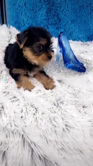 Mario-Male Yorkie in Lexington-Fayette, Kentucky